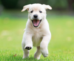 happy dog signs, how to tell if your dog is happy, dog happiness indicators, signs of a happy dog, d
