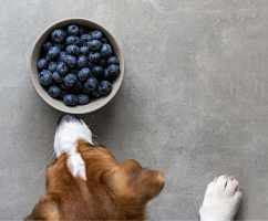 Blueberries in pet diet, Benefits of blueberries for dogs, Can cats eat blueberries, Blueberries for