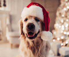 Tips for keeping your dog safe this holiday season. 