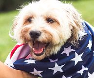 How to calm pets during fireworks, What are safe ways to soothe anxious pets on 4th of July
