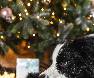 How to calm pets during fireworks, What are safe ways to soothe anxious pets on New Year's Eve