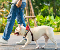 leash reactive dog, off leash dog training, off leash training, stop dog from pulling on leash, trai