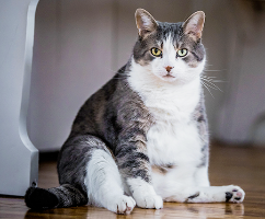 Tips For Overweight Dog or Cat