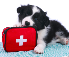 pawTree - Most Important Things To Keep In Your Pet's First Aid Kit 
