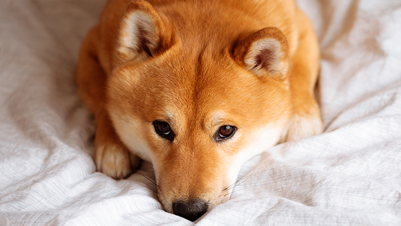 Food Allergy Vs. Food Intolerance In Pets: What's The Difference? - Blogs